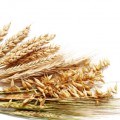 Wheat selection