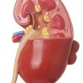 kidney kidney