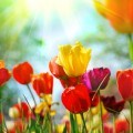 springtime
